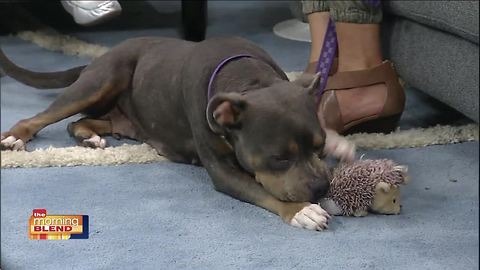 Gulf Coast Humane Society