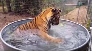 Tigre gioca con il cocomero in piscina