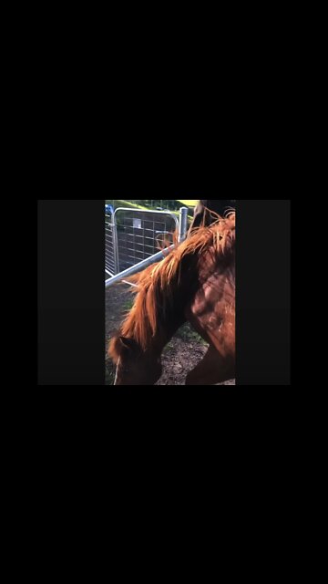 Beautiful ponies in the wind