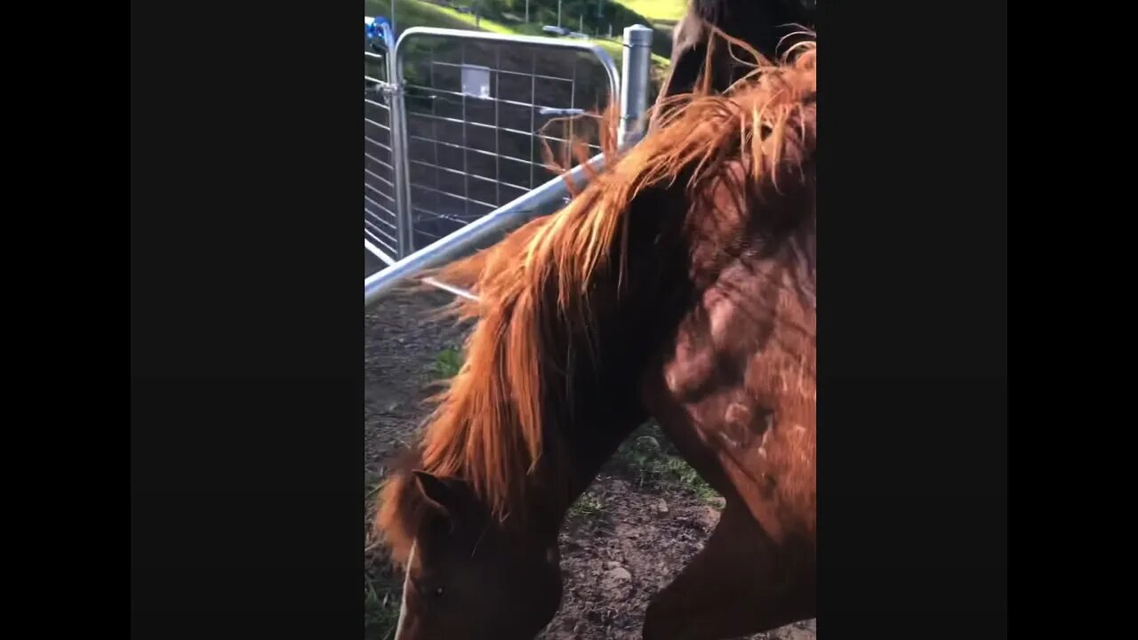 Beautiful ponies in the wind