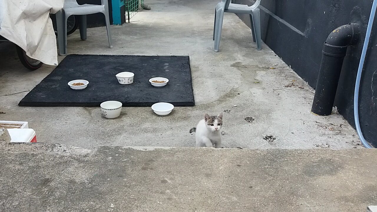 Naughty cat.(52day old cat (After stopping breastfeeding)-part2)