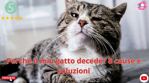 Perché il mio gatto decede? 8 cause e soluzioni