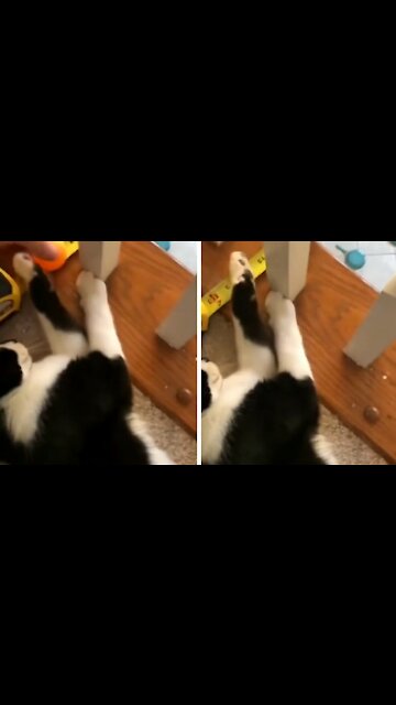 Cat Can Perform Really Cool Domino Effect With Ball