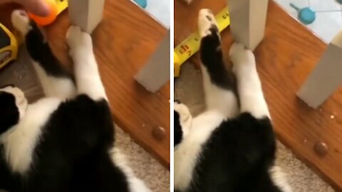 Cat Can Perform Really Cool Domino Effect With Ball