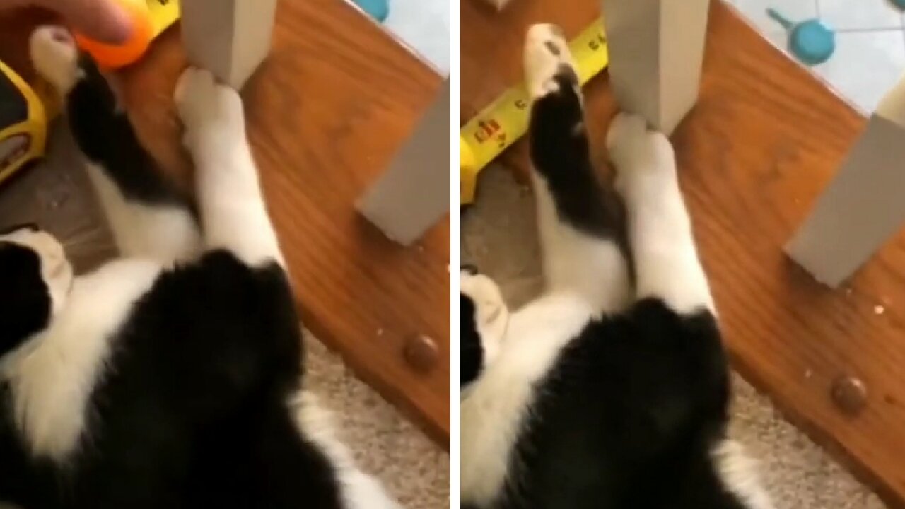 Cat Can Perform Really Cool Domino Effect With Ball