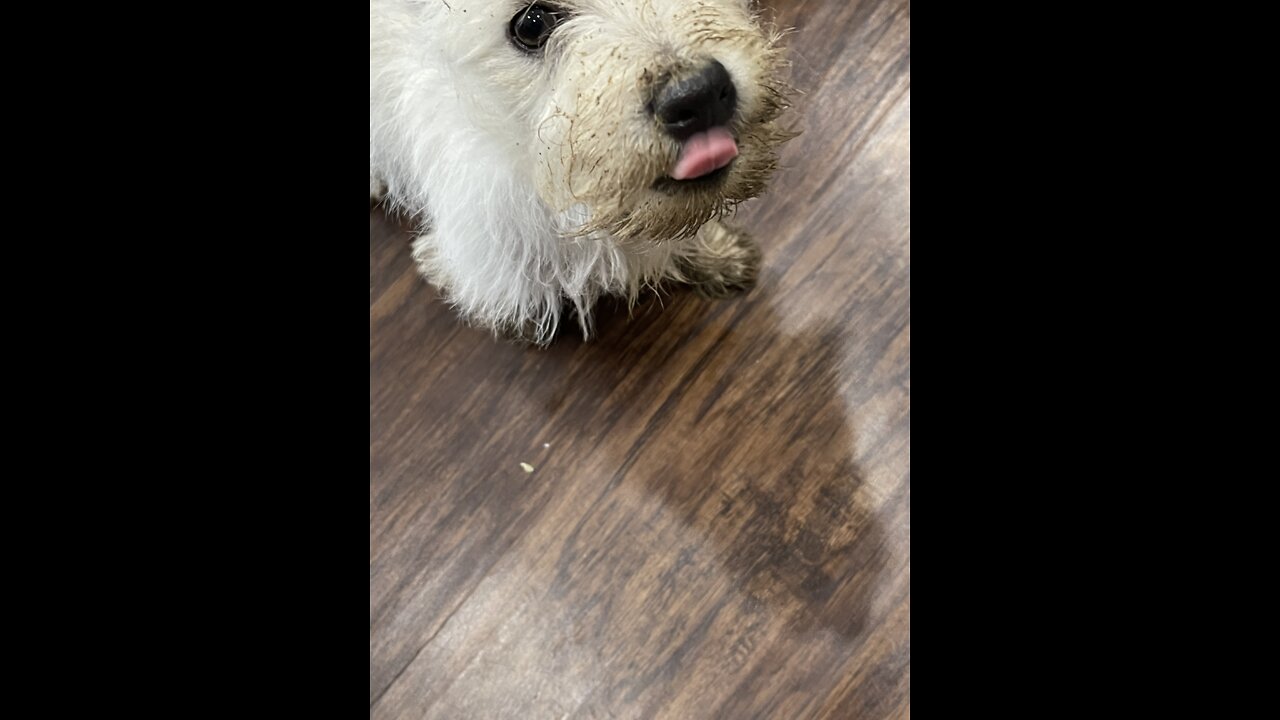 Westie Puppy, Ava Grace, sees her reflection in the water dish‼️