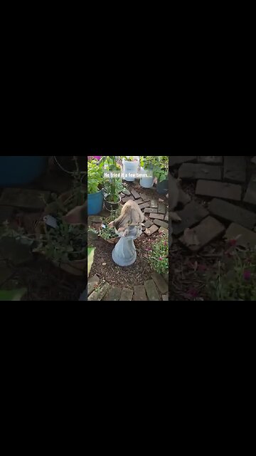 Thinking like a bird bath... #catvideos #potager #garden #manifesting #birdbaths