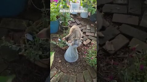 Thinking like a bird bath... #catvideos #potager #garden #manifesting #birdbaths