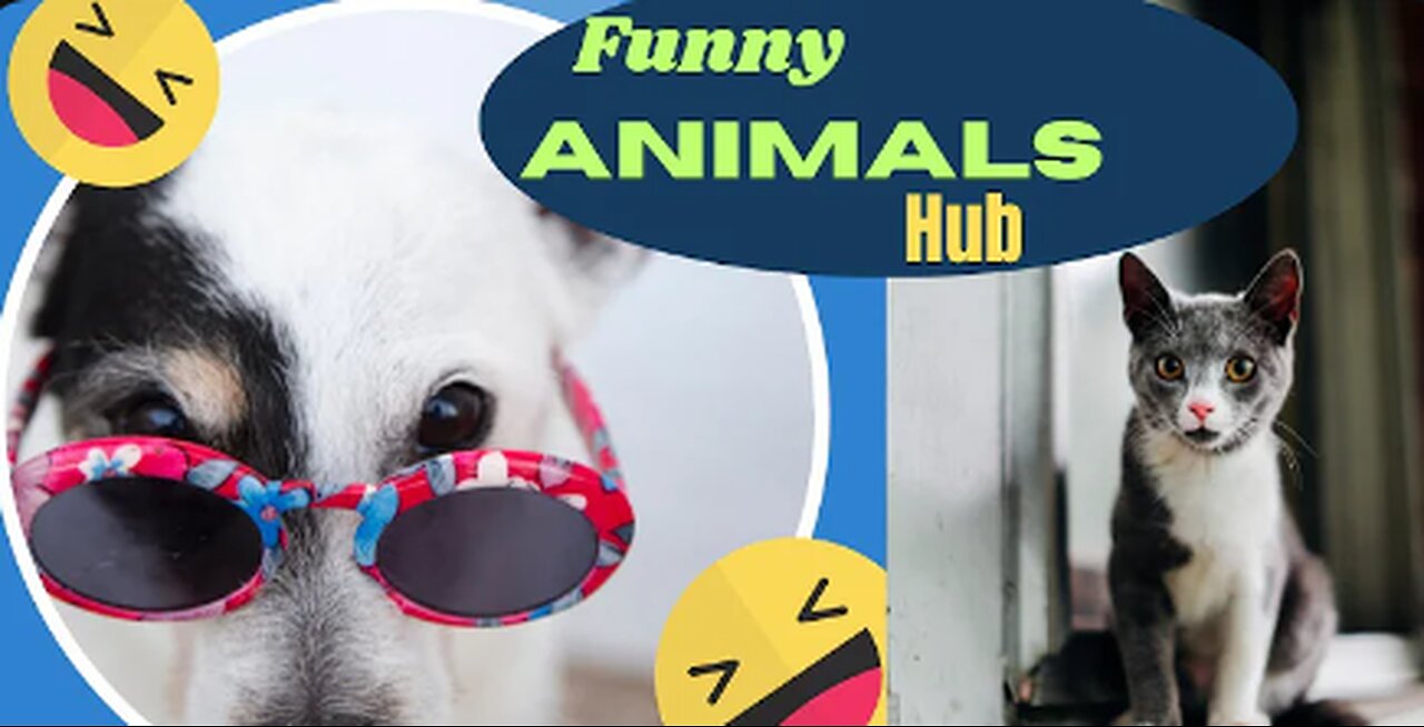 Funny animals 😄hub,funny animals club Rumble, 🤣, funny animals dancing 💃😄, funny animals fighting 😄