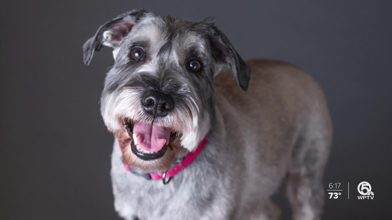 Stuart photographer takes pet portraits to raise money for Farm Dog Rescue