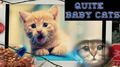 Quite baby cats, funny cats