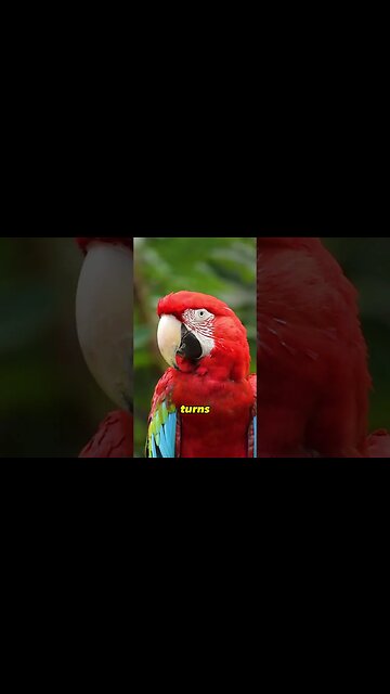 Parrots are so smart!