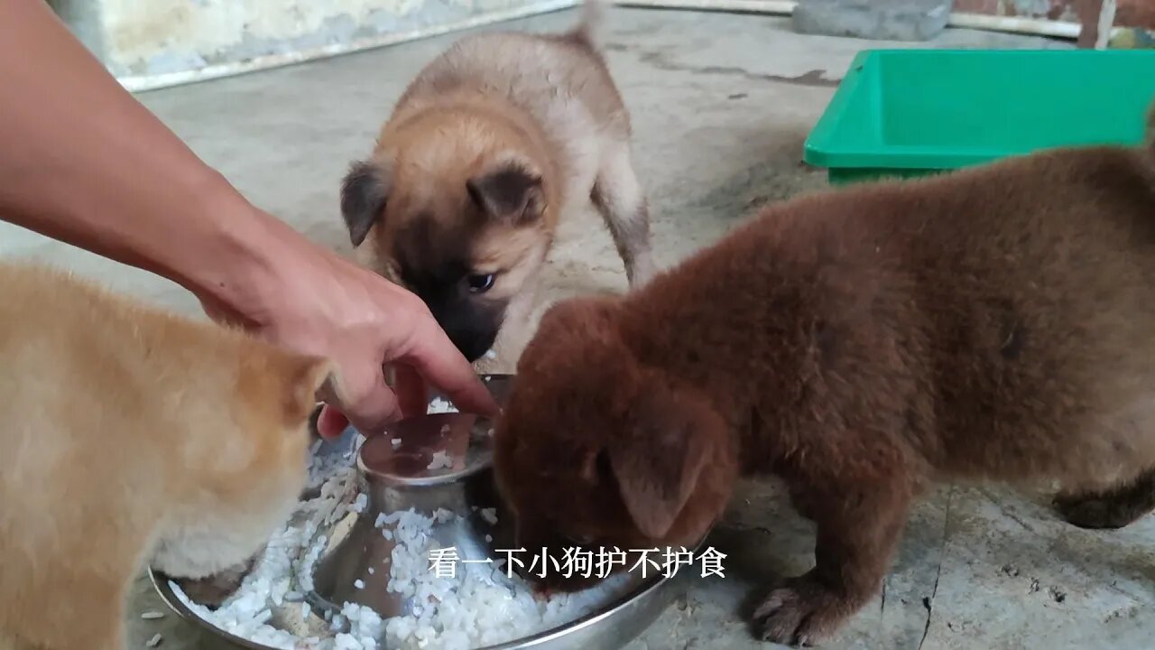 小狗只对同类护食,对人不会护食,教育它之后发现我错了