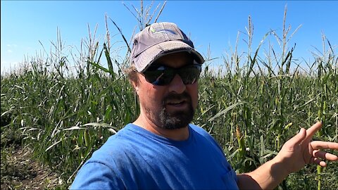 Hail Damage-Wet Oats and The 4020 Needs Some Major Repairs!