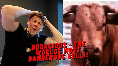 IRISH GUY REACTS TO BODACIOUS - THE WORLDS MOST DANGEROUS BULL!!