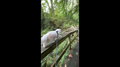 Adventure Cat Walking on Railing