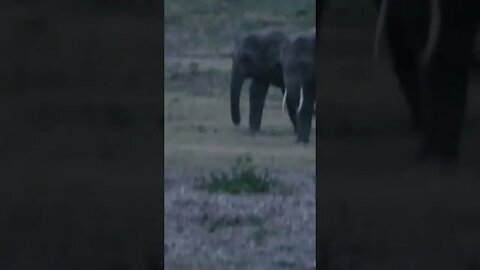 Elephant and Tusker Sri Lanka #shorts