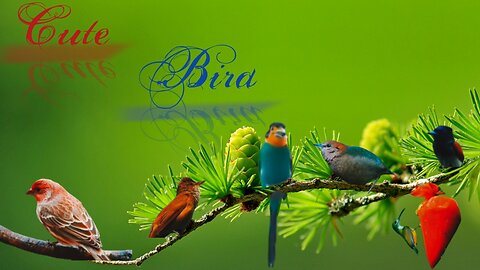 Birds Sparrow # Birds moments.