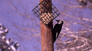 Birds of Tahoe-episode 2 - 'Spring Breaks'