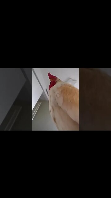 KUKURYKU ))) | Wake Up Call