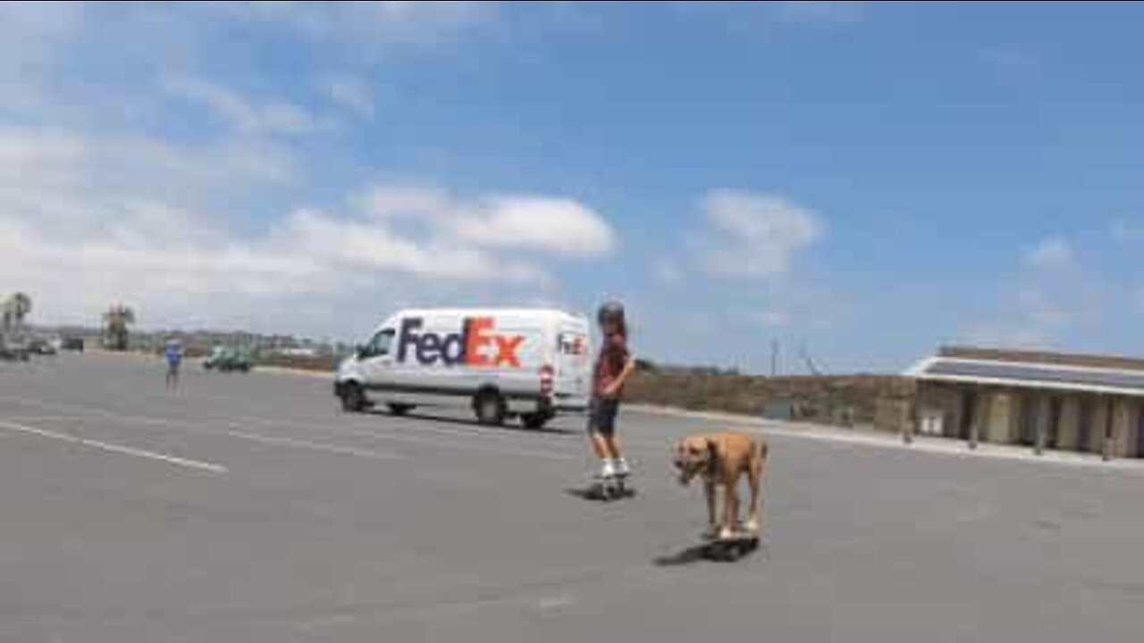 Conheça o melhor cão skater do mundo