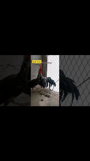 تربية دجاج الزينة كيوت روعة مرحبا