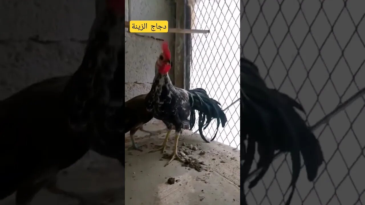 تربية دجاج الزينة كيوت روعة مرحبا