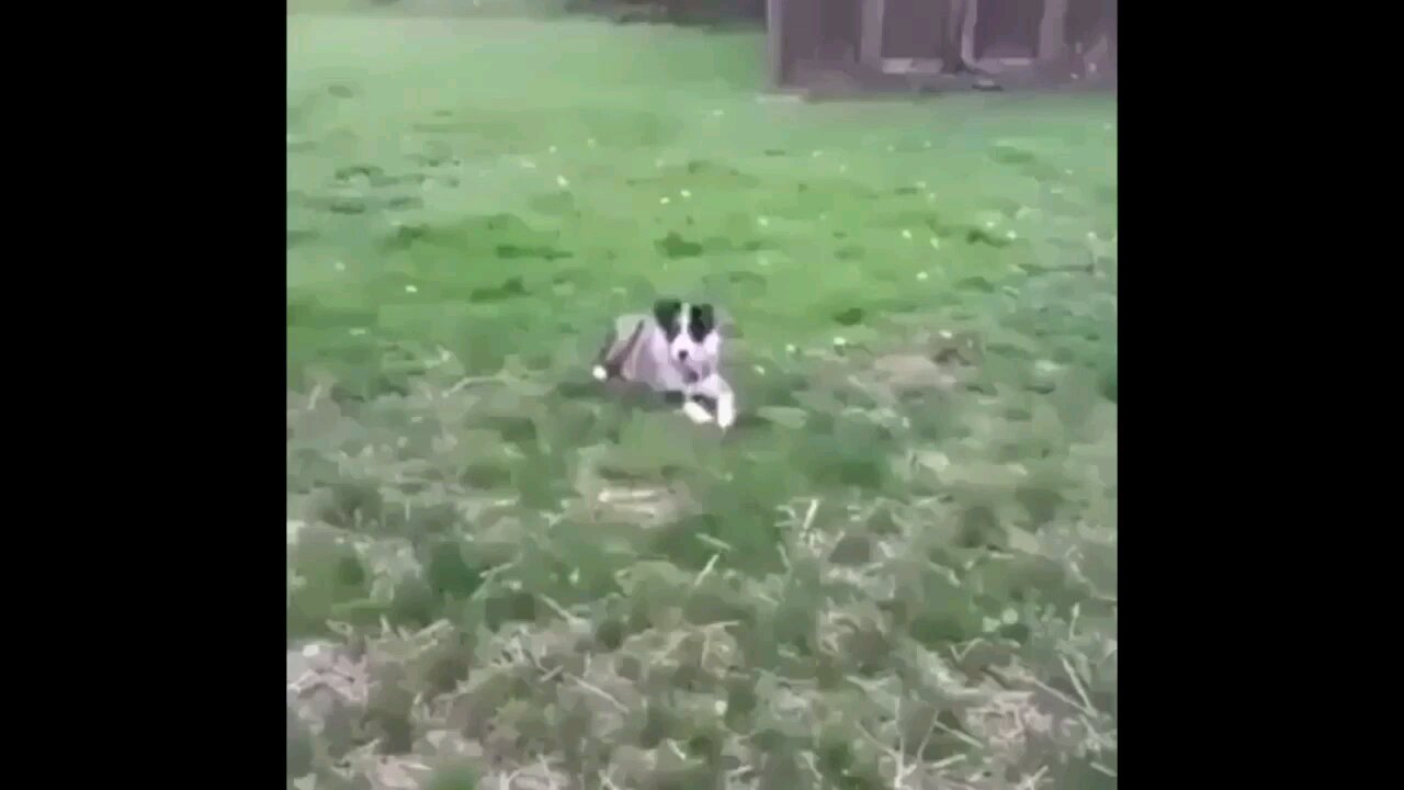 Border Collie running with scissors