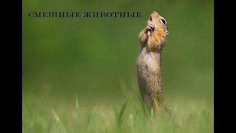 Самые смешные животные