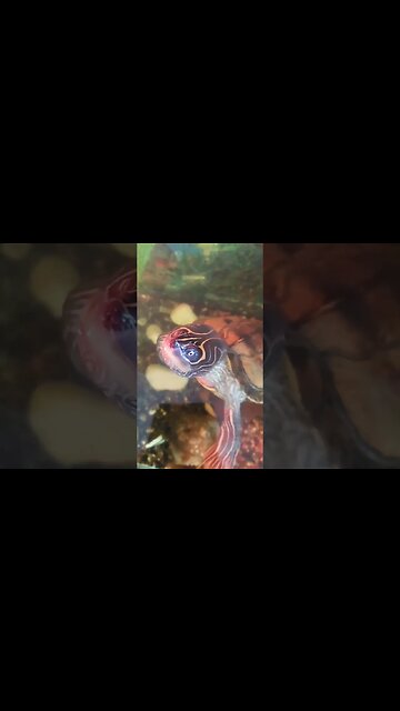 Map turtle close up 🐢📷 #pets #bubbles #turtle