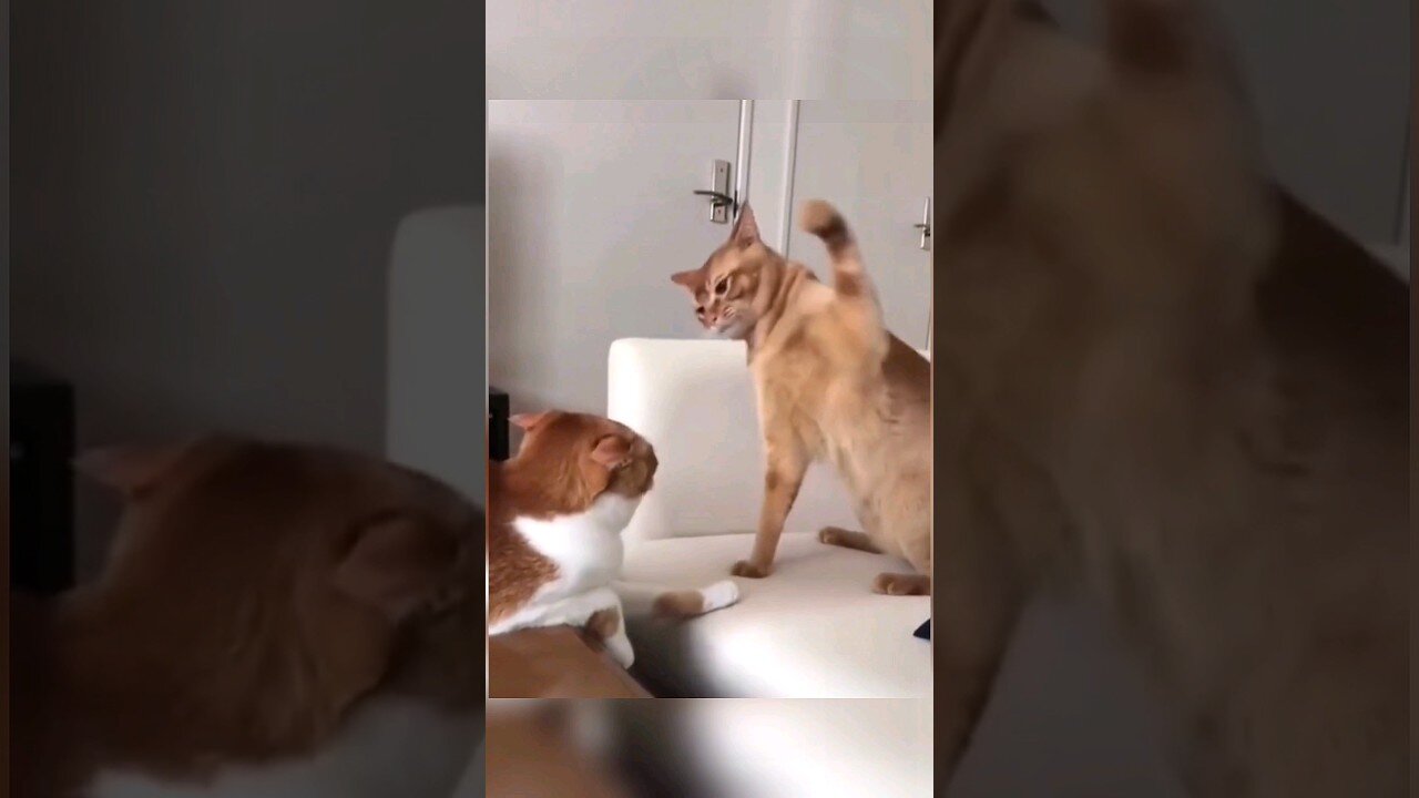 Epic Cat Slap Compilation.