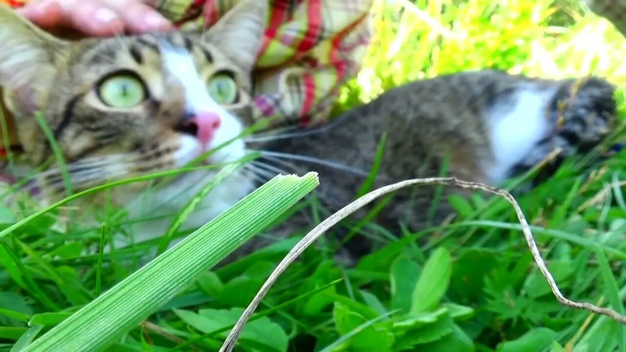 Little Cat Smells the Air