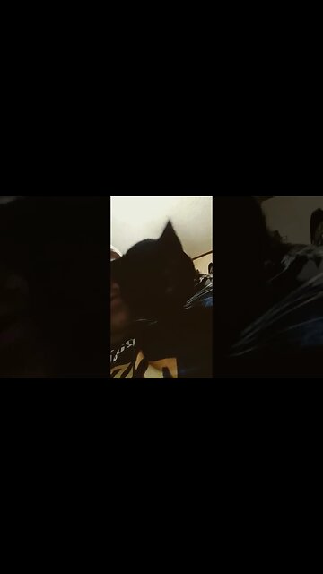 Kitty comfortable? #shortsfeed #shortsvideo #cat #kitty #youtubeshorts #cutekitty #kittycat