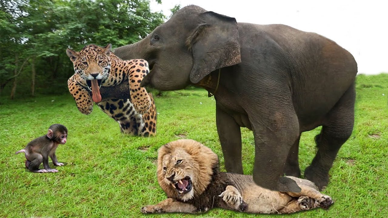 Top 5 Animals That Can Knock Down LIONS To Save Baby