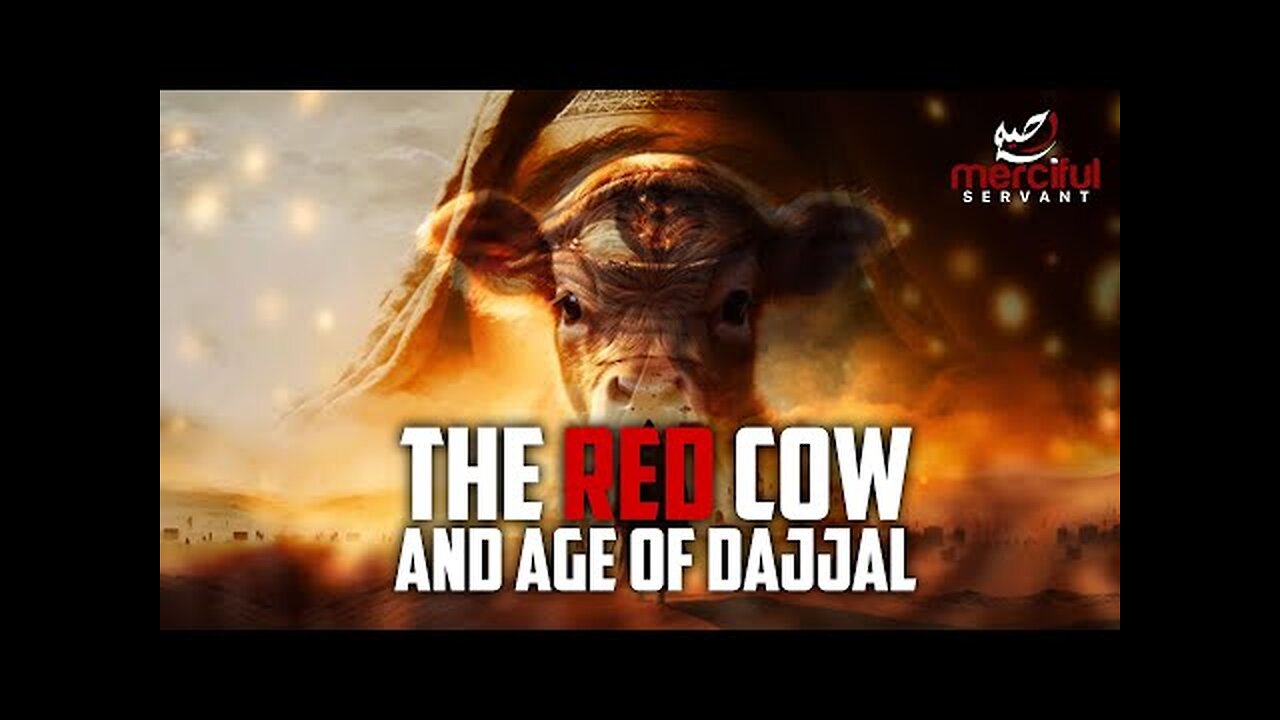 This Red Cow marks the Age of Dajjal #islamicvideos #israel #palestine