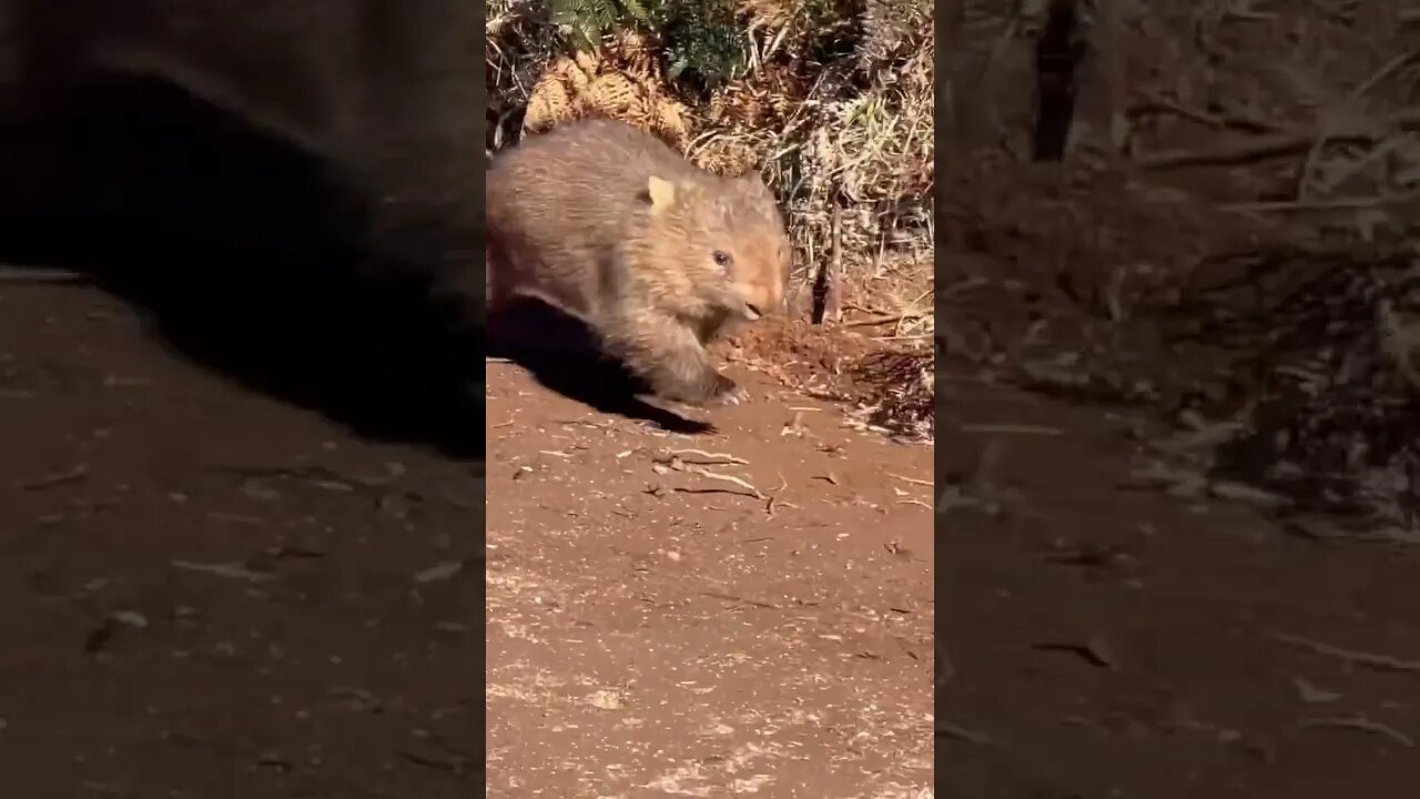 Chased by a wombat!Crazy Day! He wouldn’t leave! Even sat under my car so I couldn’t go! Love vibes