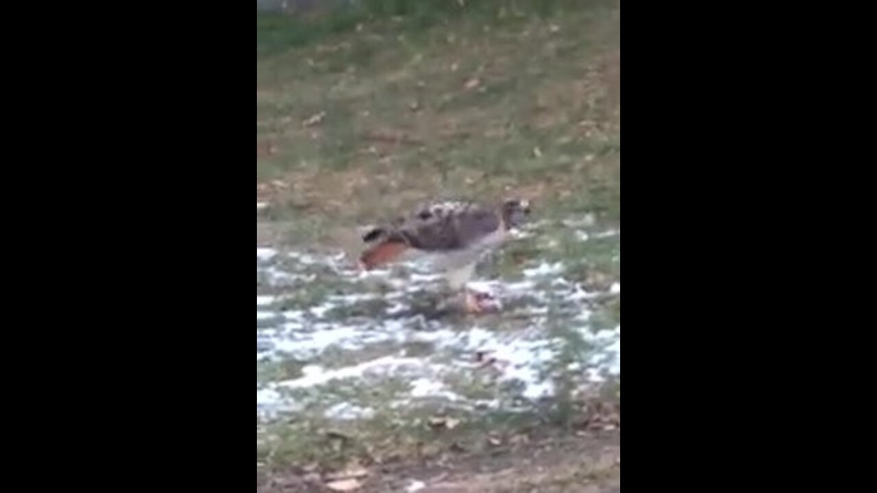 Urban Animals - Hawk Eats Rat Downtown Toronto