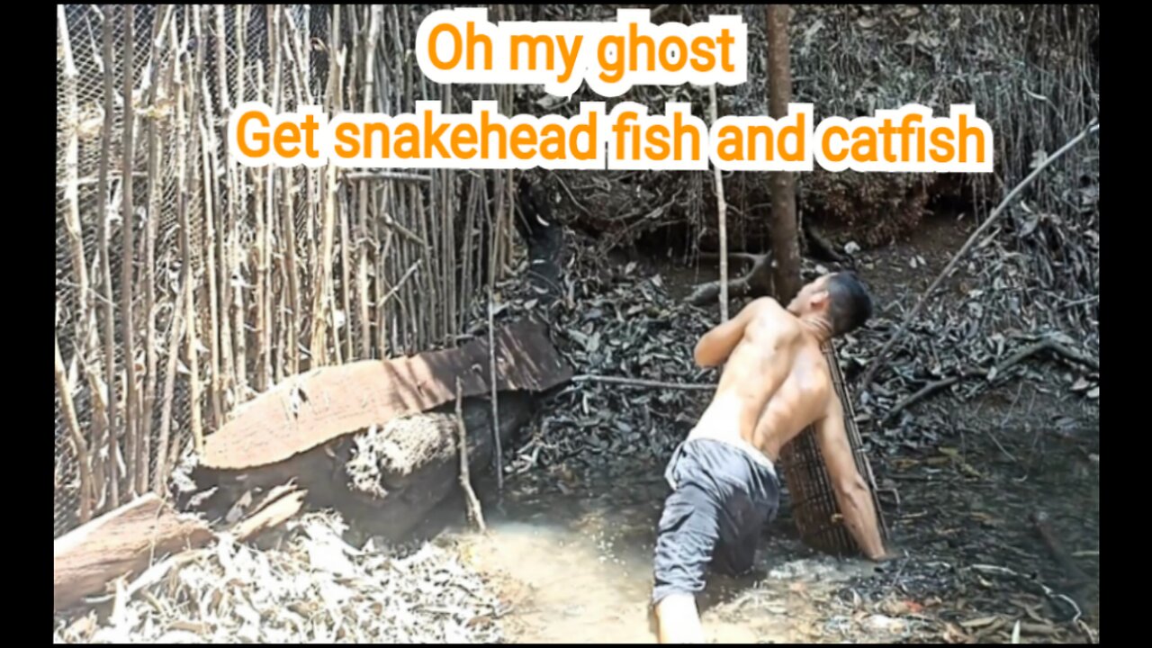 Set traditional fish traps for snakehead fish and catfish