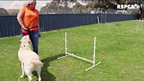 Lesson 2: how to teach your dog to touch or target