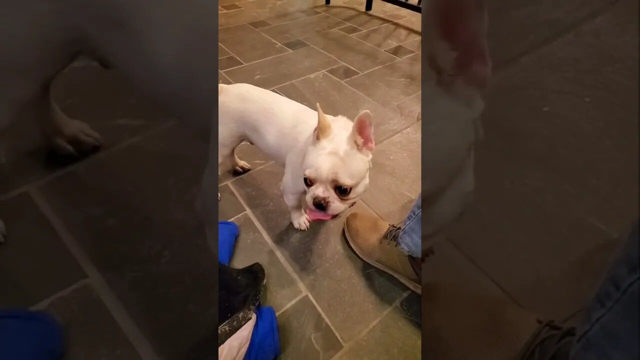 Ares Jack Russell and Riceball French Bull have another bliss