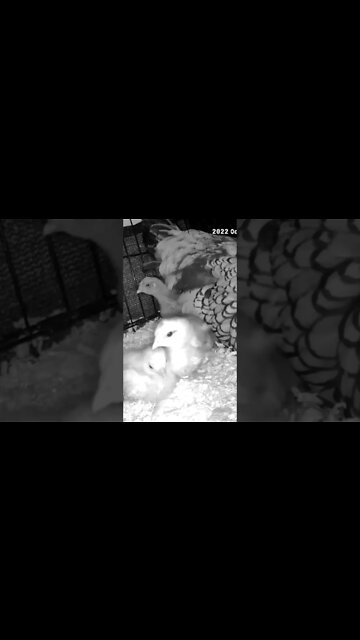 Watching abandoned chicks with new hen and her chicks