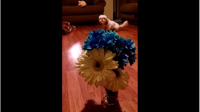 Shi Tzu absolutely terrified of flowers