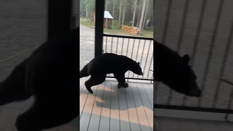 Bear gets caught lacking