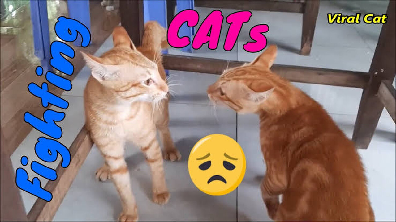 Cats Fighting and Meowing - These Two are Bloody Brothers - Viral Cat Must Watch