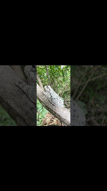 Gray Tree Frog - Dryophytes versicolor in Louisiana