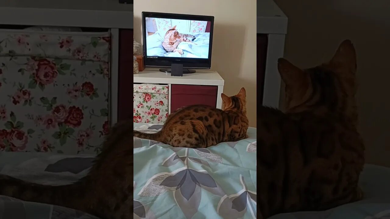 Cat watches himself on YouTube #bengalcat #narcissist