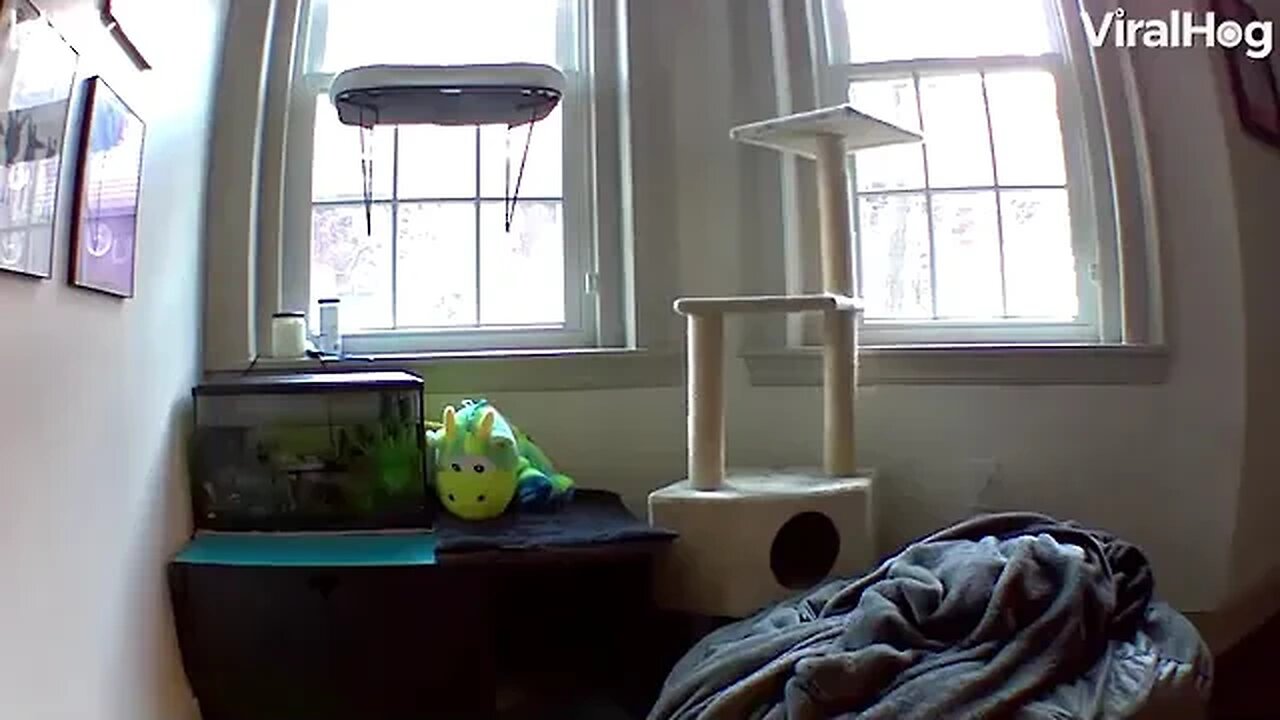 Clumsy cat misses jump!