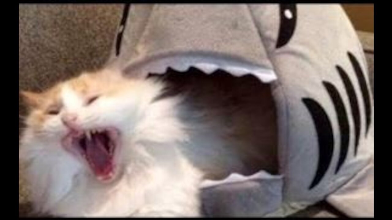 Very cute and fun pets. You will love