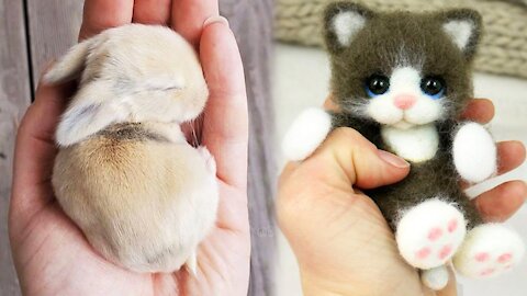 OMG Animals SOO Cute! Cute baby animals Videos Compilation Funny & Cute moment of the animals