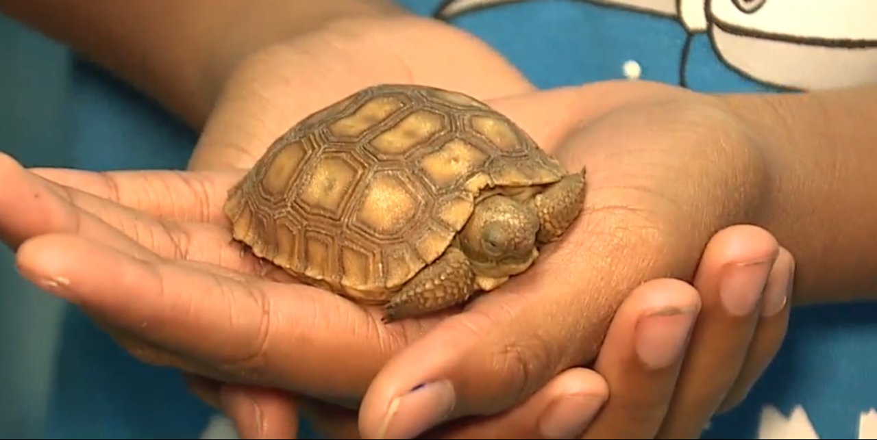 Zoology program at Hoggard ES brings science to life